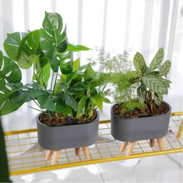 Jardinière à arrosage automati - Aloe Vera Pot avis et prix