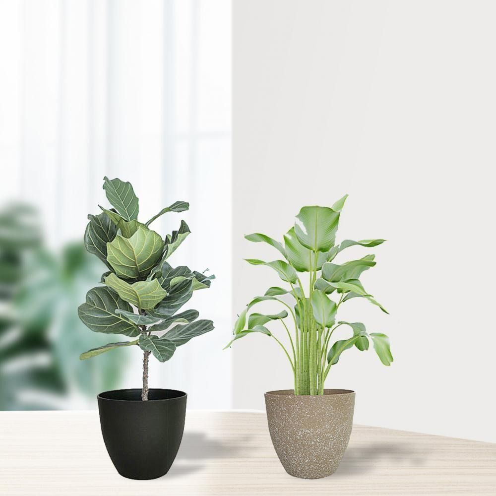 Pots de fleurs en pierre d'imi - Aloe Vera Pot avis et prix