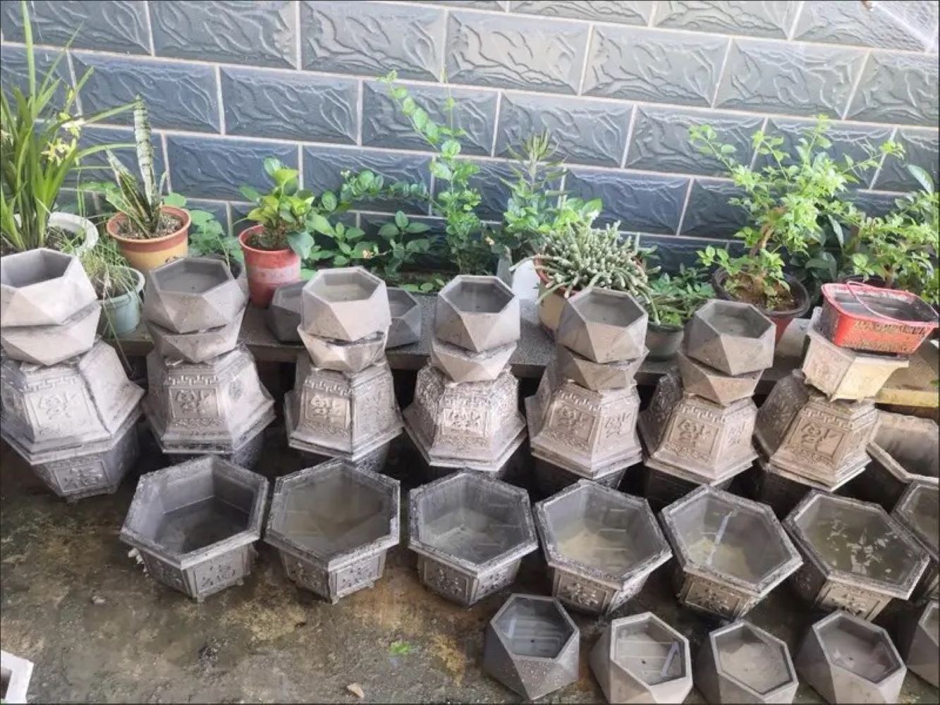 Moule en plastique pour pot de - Echeveria Succulent avis et prix
