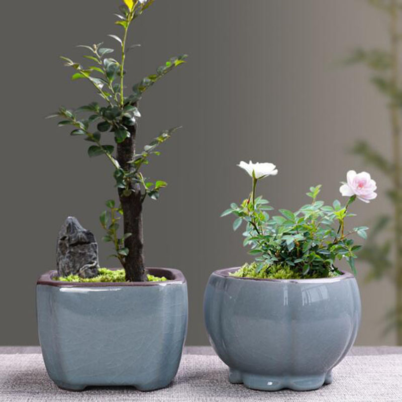 Pot de fleur en céramique rétr - Echeveria Succulent avis et prix