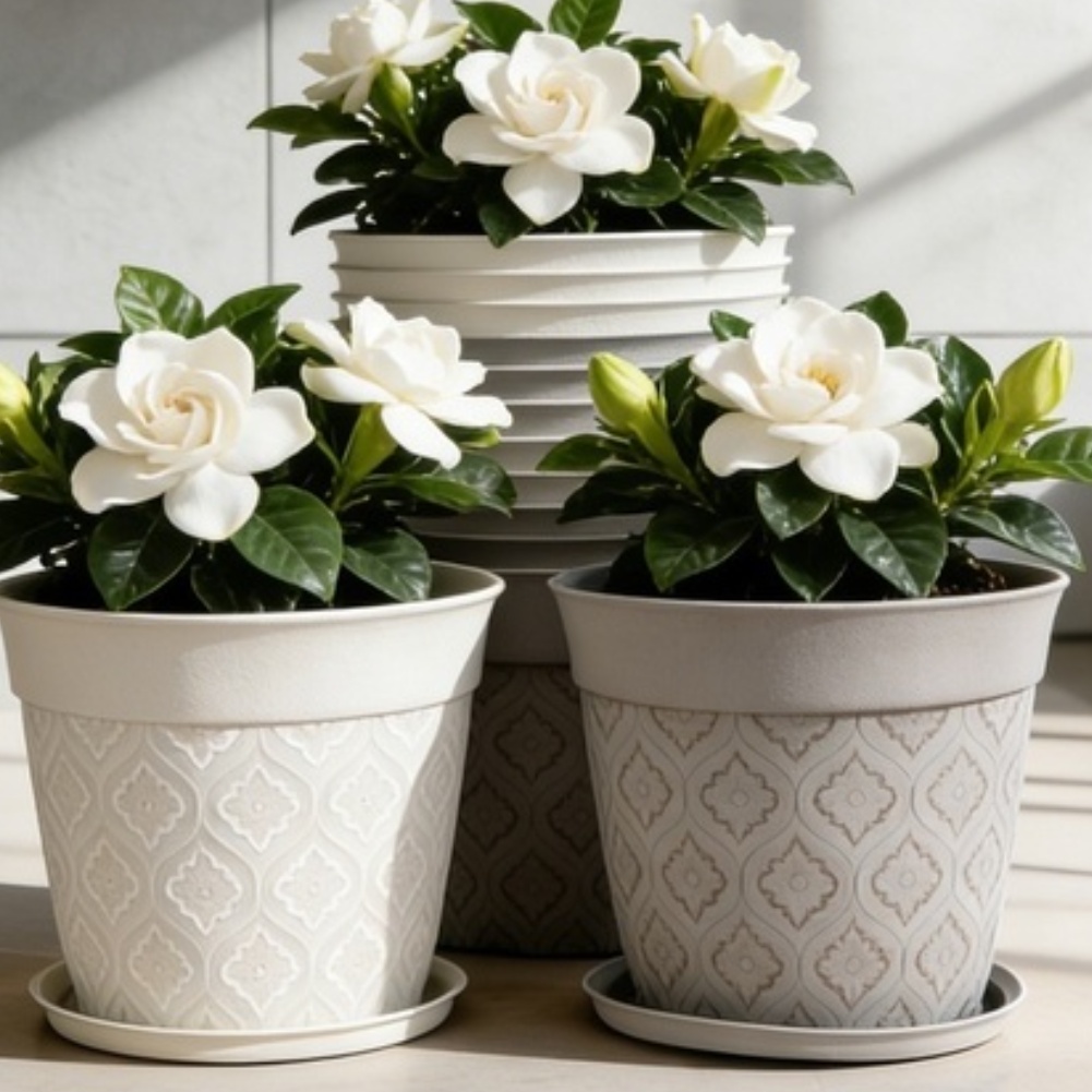 Pot de fleurs de 8 pouces avec - Echeveria Succulent avis et prix