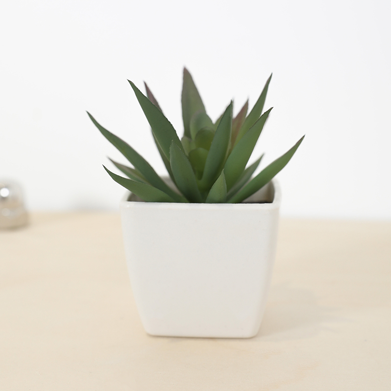 Mini tasse de fée succulente a - Echeveria Succulent avis et prix